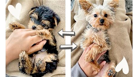 Year Update W Yorkie Puppy Good Bad Ugly Everything You Need To