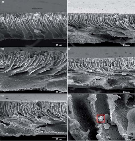 Sem Images Of The Cross Section Of The Psf Substrates With Different