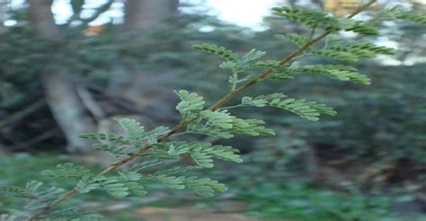 Mesquite Pods Are One Of The Deserts Best Wild Foods