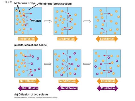 Understanding The Factors Affecting Diffusion Through A Membrane Part 2 Solutions And Answers