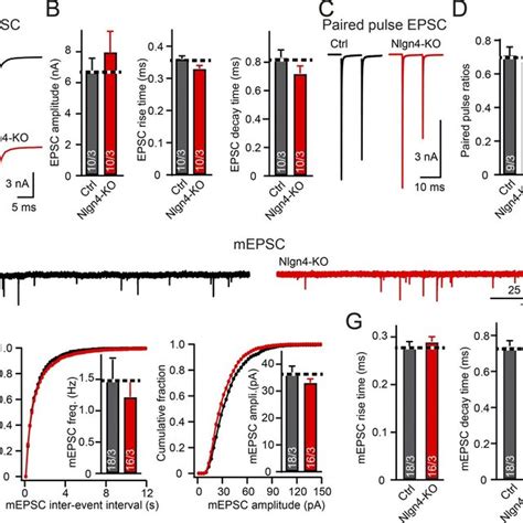 Neuroligin 4 Ko Does Not Affect Excitatory Synaptic Transmission At The Download Scientific