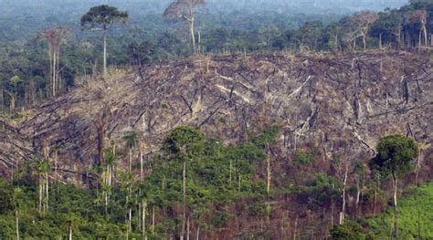 Google y una alianza para combatir la deforestación Ultimo Cable