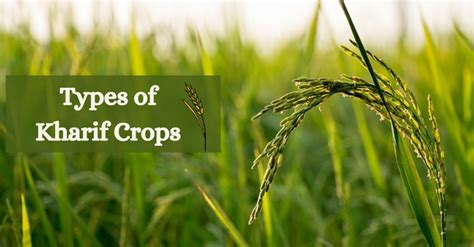 Kharif Crop: Definition, Characteristic Features, And More