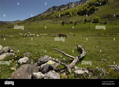 Horse pyrenees mountains france hi-res stock photography and images - Alamy