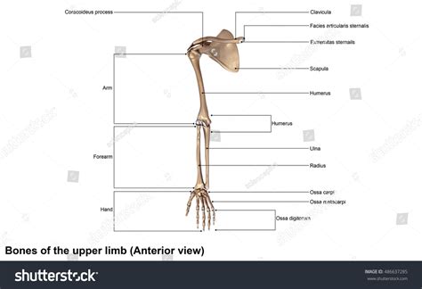 Bones Upper Limb Anterior View 3d Stock Illustration 486637285 Shutterstock