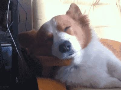 Dog Waking Up GIFs - Find & Share on GIPHY