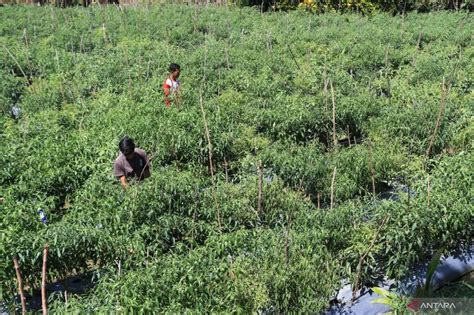 Kementan Diversifikasi Harus Dilakukan Antisipasi Krisis Pangan