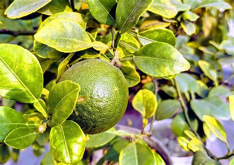 Orange Green Orange Tree Fruit Nature Beauty Pikist