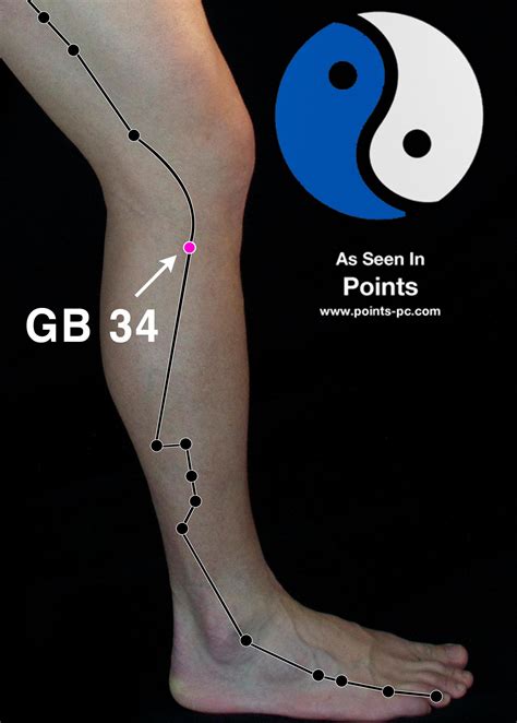 Acupuncture Point Gallbladder 34 Gb 34 Acupuncture Technology News