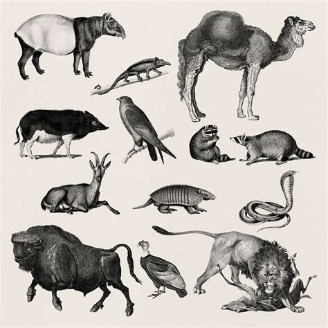 Vintage illustrations of animals | Premium PSD - rawpixel