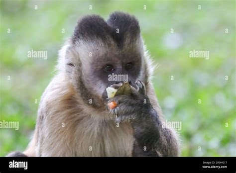 Closeup Of Tufted Capuchin Monkey Sapajus Apella Capuchin Monkey