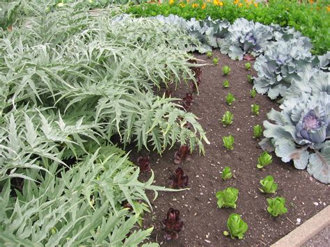 How To Grow Artichoke In Northern Climates — Food Garden Life