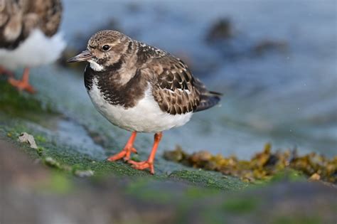 Ruddy Turnstone Bird Animal Free Photo On Pixabay Pixabay