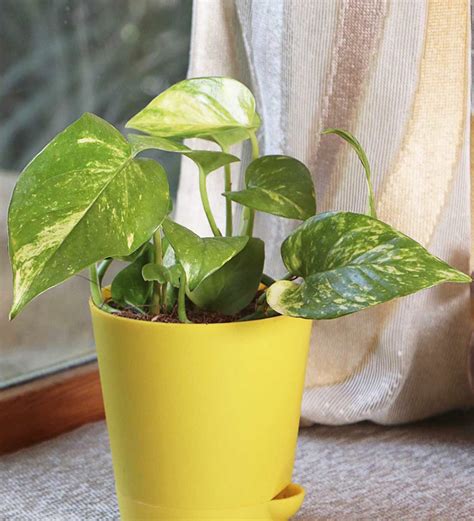 Buy Variegated Natural Money Plant by Ugaoo at 9% OFF by Ugaoo | Pepperfry