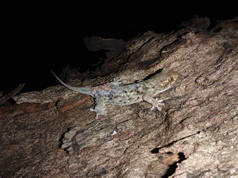 ways to gecko injured easily