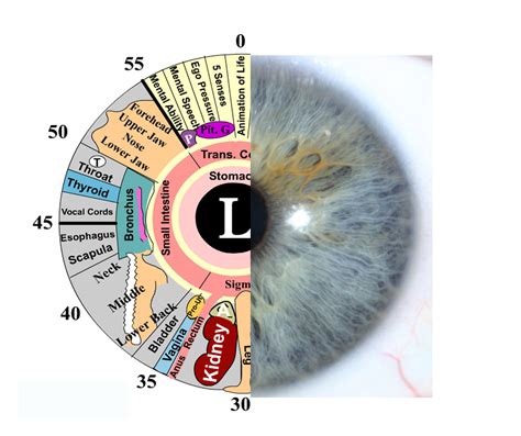 Iridology Eye Chart Eye Chart Printable