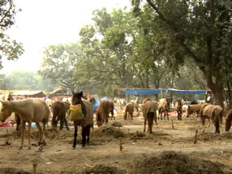 एशिया का सबसे बड़ा पशु मेला सोनपुर पशु मेला Sonepur Cattle Fair