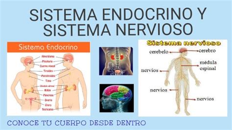 Sistema Nervioso Y Sistema Endocrino Porn Sex Picture