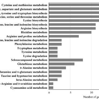 Nicotinate And Nicotinamide Metabolism In Lactococcus Raffinolactis