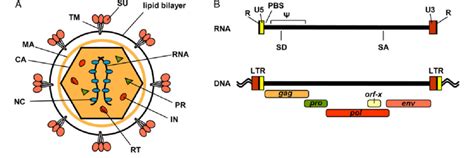 Structure Of The JSRV Virion And Genome A Particle Structure JSRV