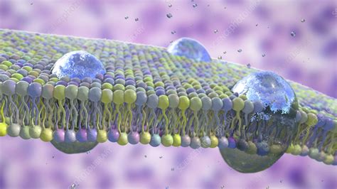 Cell membrane lipid bilayer, illustration - Stock Image - F036/7176 ...