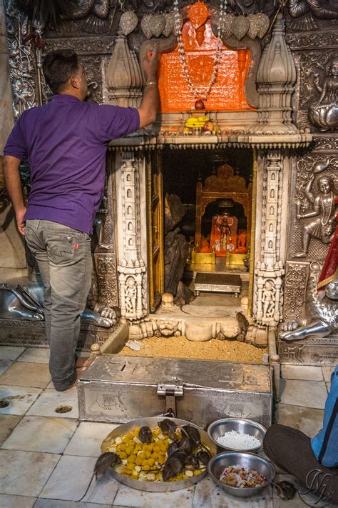 Temple of Rats, करणी माता मंदिर, Karni Mata Temple on Behance