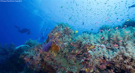 A New Wave Of Transformative Decade Actions Boosts The Ocean Decade