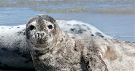 Nationalpark Wattenmeer Tiere - bmp-public