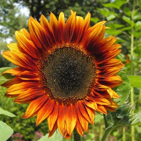 Sunflower Velvet Queen Helianthus Annuus Organic Seeds