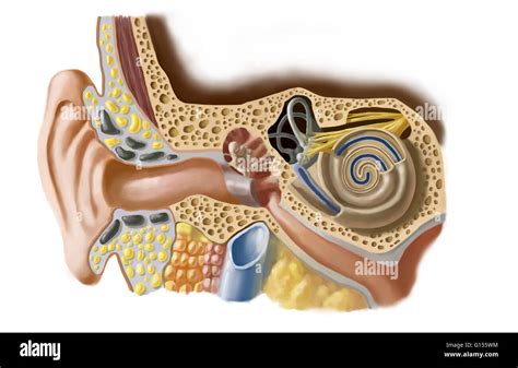 Inner ear diagram hi-res stock photography and images - Alamy