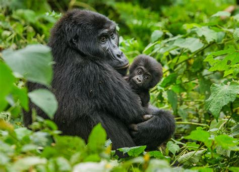 All 5 Different Types Of Gorillas In Africa With Photos Wildlifetrip