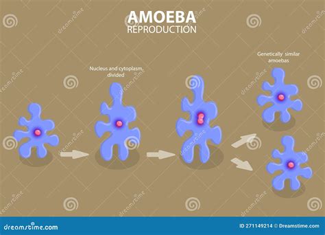 3d Isometric Flat Vector Conceptual Illustration Of Amoeba Reproduction Stock Vector