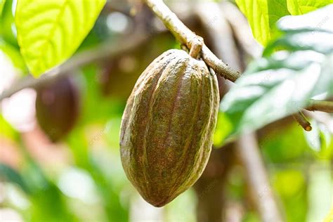 Organic Cocoa Fruit Pods On A Cacao Tree Theobroma Cacao In Its Natural