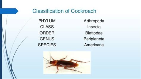 Cockroach