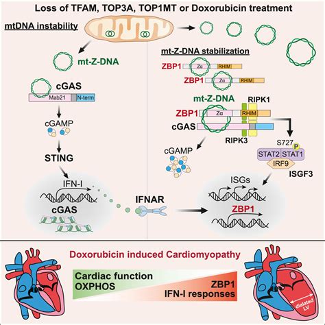 Cooperative Sensing Of Mitochondrial Dna By Zbp And Cgas Promotes