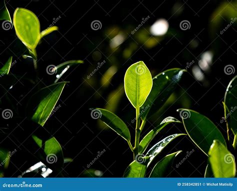 Bright Bergamot Leaves Showing Stock Image Image Of Green Dark