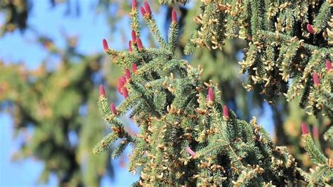 Fichtenpollen in der Luft Segen für geplagte Wälder Chronik stol it