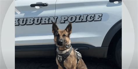 Police K 9 Finds Missing 12 Year Old After Tracking Scent For More Than