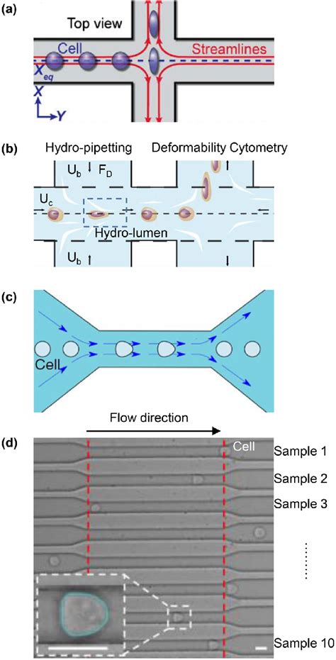 Cell Deformation Using Various Hydrodynamic Stretching Microfluidic