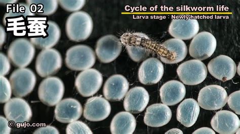 【蚕の一生】cycle Of The Silkworm Life：0233 毛蚕 Youtube