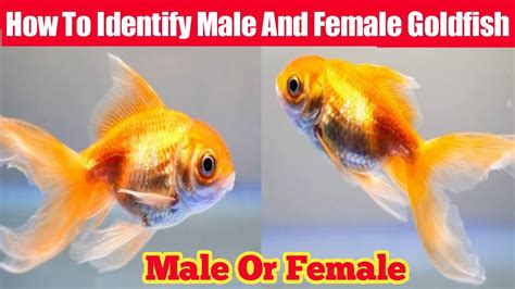 How To Identify Male And Female Goldfish Male And Female Goldfish