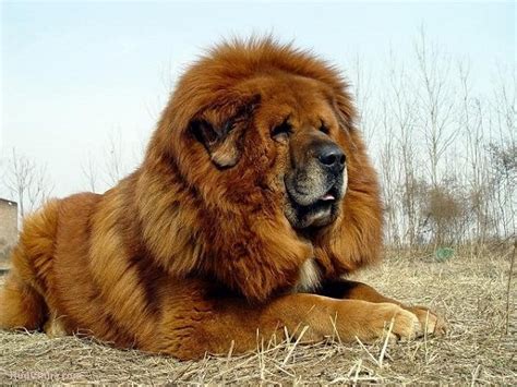 Tibetan Mastiff look like lion | Disk Trend Magazine