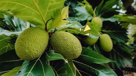 Bikin Cepat Tumbuh Dan Berbuah Inilah Tanaman Yang Bisa Di Stek Orami