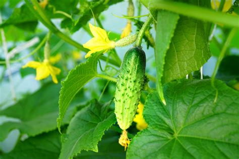 Cultivo De Pepino Todo Lo Que Necesitas Saber Huerto En Casa