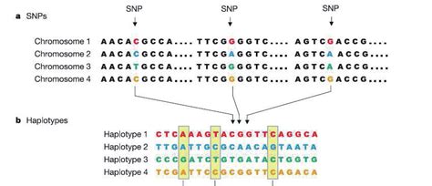 Snps A Mutaciones De Una Sola Base En El Adn B Haplotipos Conjunto