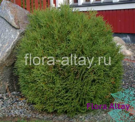 Туя западная Little Giant С5 | Flora Altay