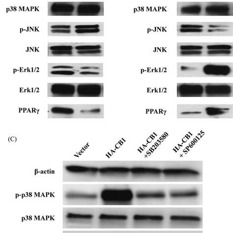 The Effect Of Cb On Mapk Signal Pathways And Ppar In Pdlscs A