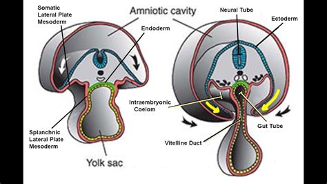 Embryonic Disc