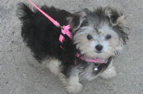 Morkie Dog Breed Health, Training, Feeding, Puppies and Temperament ...