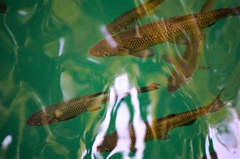 Premium Photo Close Up Of Fish Swimming In Aquarium